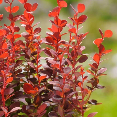 Berberis thunbergii 'Orange Rocket'® – Oszlopos, narancssárga levelű japán borbolya