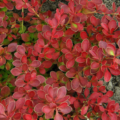 Berberis thunbergii 'Red Carpet' – Piros levelű terülő japán borbolya