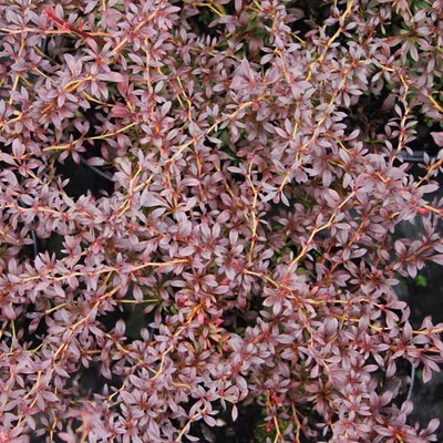 Berberis thunbergii 'Red Dream'® – Vöröses japán borbolya