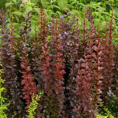 Berberis thunbergii 'Red Torch'® – Borbolya