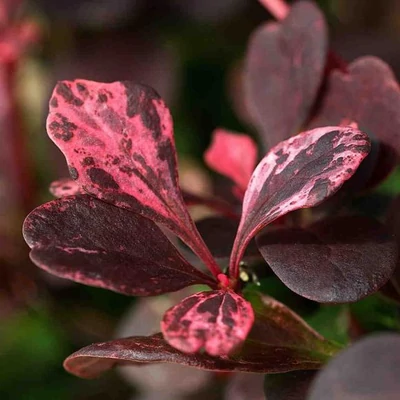 Berberis thunbergii 'Rose Glow' - Japán vérborbolya