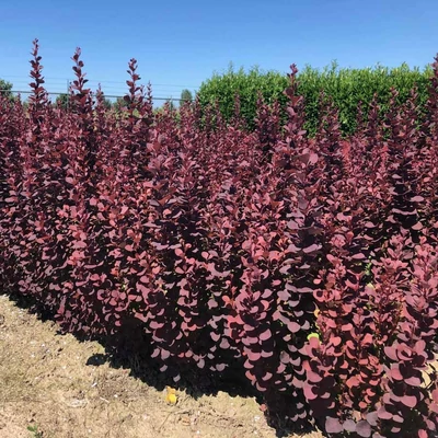 Berberis thunbergii 'Summer Chocolate' – Japán borbolya