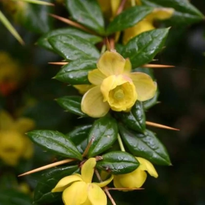 Berberis verruculosa – Borbolya