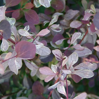 Berberis x ottawensis 'Silver Miles' – Tarkalevelű borbolya