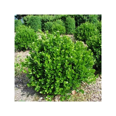 Buxus microphylla 'Faulkner' – Örökzöld puszpáng