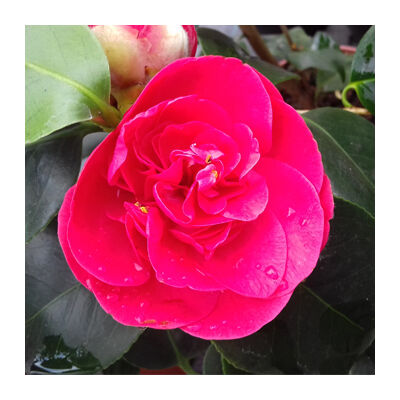 Camellia japonica - Japán kamélia