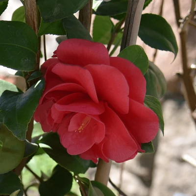 Camellia japonica 'Lady Campbell' – Japán kamélia
