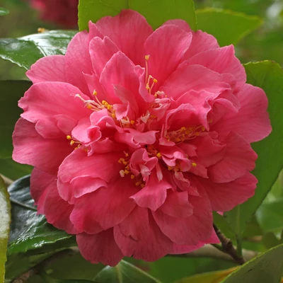 Camellia japonica 'Scentsation' – Japán kamélia
