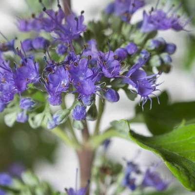 Caryopteris clandonensis 'Blue Cloud'® – Angol kékszakáll