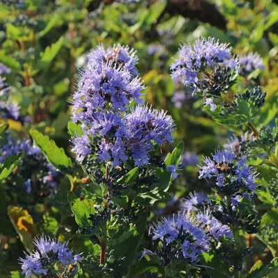 Caryopteris clandonensis 'Blue Fountain' – Angol kékszakáll