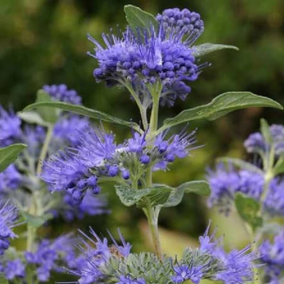 Caryopteris clandonensis 'Blue Knight' ® – Angol kékszakáll