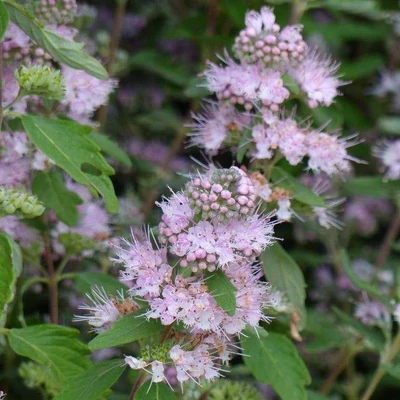 Caryopteris clandonensis 'Pink Perfection' – Rózsaszín angol kékszakáll