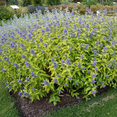 Caryopteris incana – Kínai kékszakáll
