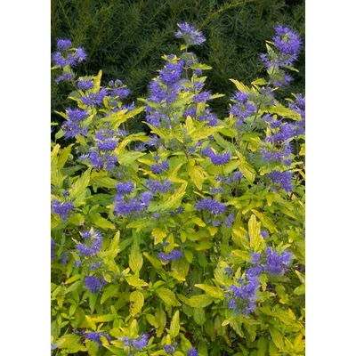 Caryopteris clandonensis 'Sunshine' – Angol kékszakáll