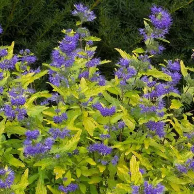 Caryopteris x clandonensis 'Sunny Blue' – Angol kékszakáll