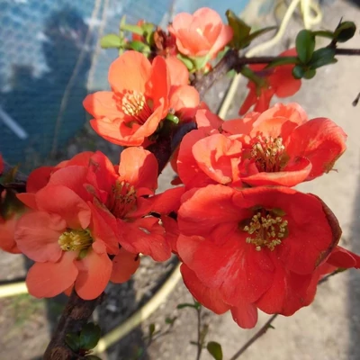 Chaenomeles x superba 'Orange Star' – Japánbirs