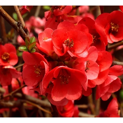 Chaenomeles superba 'Crimson Red' – Japánbirs