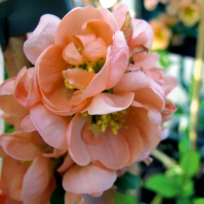 Chaenomeles 'Geisha Girl' – Japánbirs