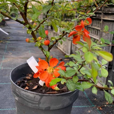 Chaenomeles japonica 'Red Hybrids' – Japánbirs