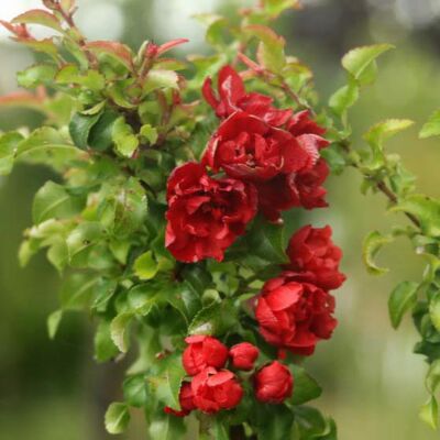 Chaenomeles japonica 'Red Joy' – Piros virágú japánbirs