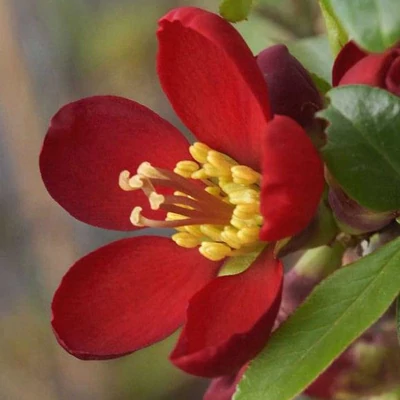 Chaenomeles speciosa 'Hot Fire' – Piros virágú japánbirs