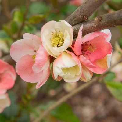 Chaenomeles speciosa 'Moerloosei' – Pompás japánbirs