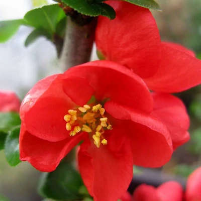 Chaenomeles speciosa 'Red Kimono'® – Pompás japánbirs