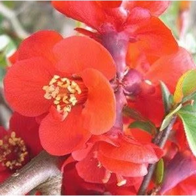 Chaenomeles speciosa 'Simonii' – Pompás japánbirs