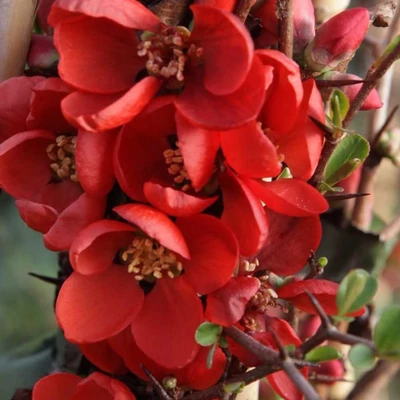Chaenomeles x superba 'Clementine' – Japánbirs