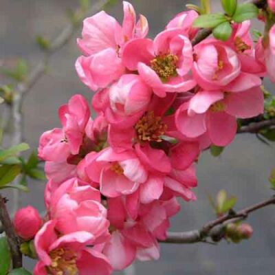 Chaenomeles x superba 'Pink Trail' (syn.: 'Interpitra') – Rózsaszín virágú japánbirs