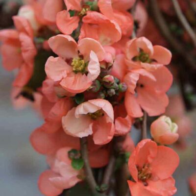 Chaenomeles x superba 'Salmon Horizon' – Sötét rózsaszín virágú japánbirs