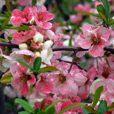 Chaenomeles x superba 'Colour Trail' – Bíbor díszbirs