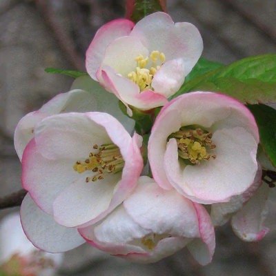 Chaenomeles x superba 'Flocon Rose' – Japánbirs