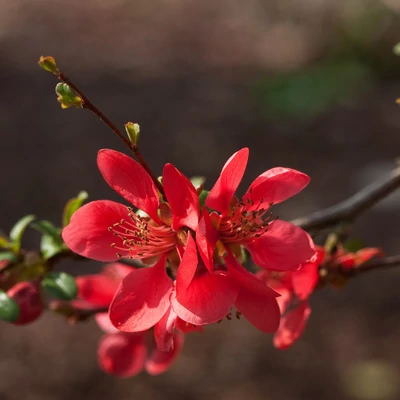 Chaenomeles speciosa – Pompás japánbirs