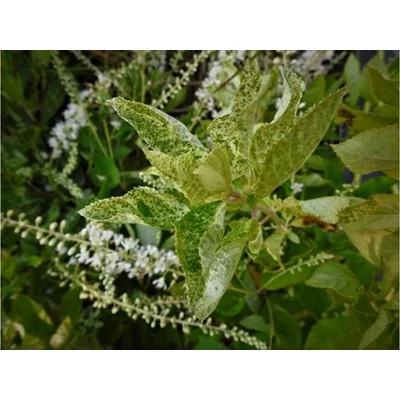 Clethra alnifolia 'Creels Calico' – Borscserje