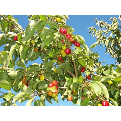 Cornus mas 'Macrocarpa' - Nagy gyümölcsű som