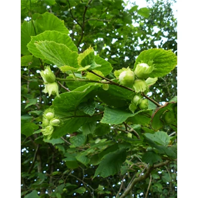 Corylus avellana - Mogyoró