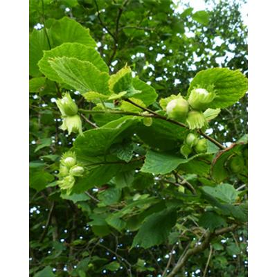 Corylus avellana - Mogyoró
