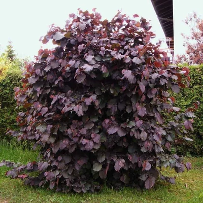 Corylus avellana 'Purpurea' – Vérmogyoró