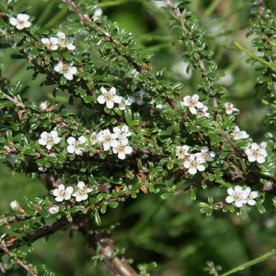 Cotoneaster microphyllus 'Thymitofolium' – Apró levelű madárbirs