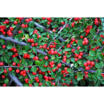 Cotoneaster cochleatus – Madárbirs