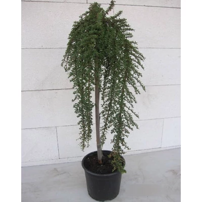 Cotoneaster congestus 'Mirelle' – Havasi madárbirs