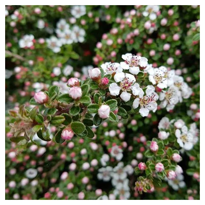 Cotoneaster conspicuus decorus – Feltűnő madárbirs