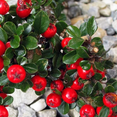 Cotoneaster dammeri 'Royal Carpet' – Szőnyegmadárbirs