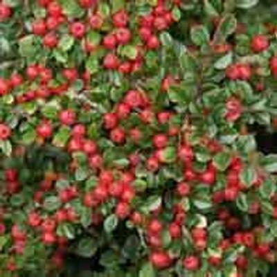Cotoneaster dammeri 'Schoon' – Talajtakaró madárbirs