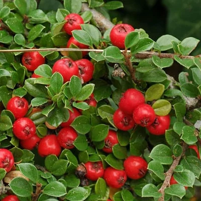 Cotoneaster dammeri – Szőnyegmadárbirs