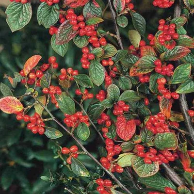 Cotoneaster dielsianus – Dústermetű madárbirs