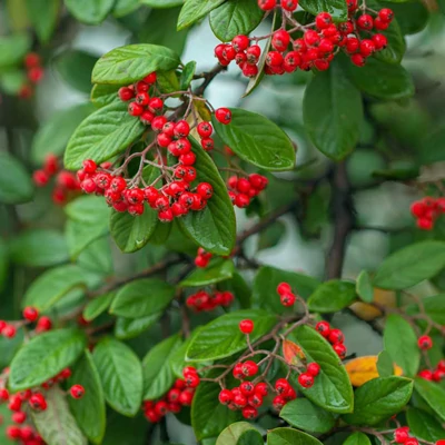 Cotoneaster franchetii – Vaskoslevelű madárbirs