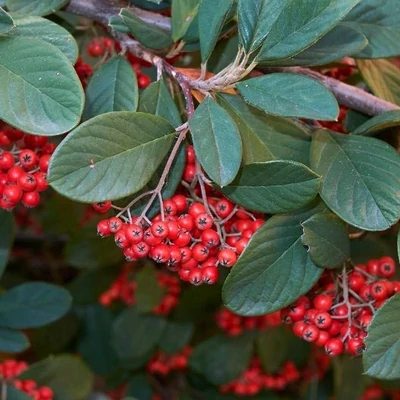 Cotoneaster lacteus - Tejfehér madárbirs