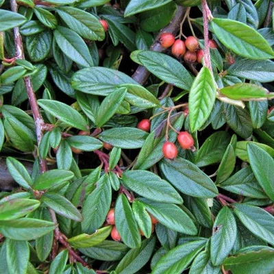 Cotoneaster salicifolius – Fűzlevelű madárbirs